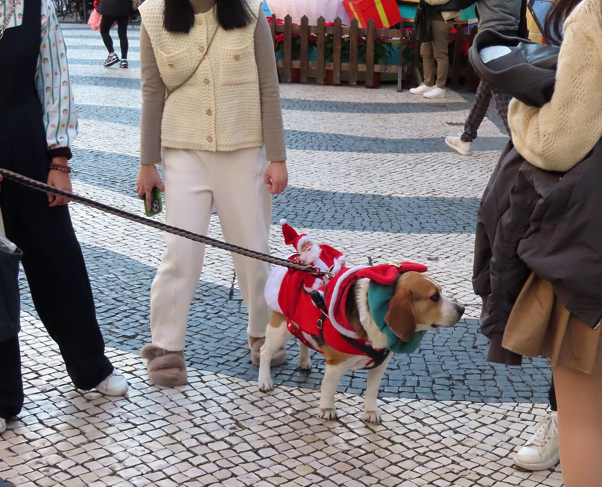 A dog in a festive outfit walking with its owner