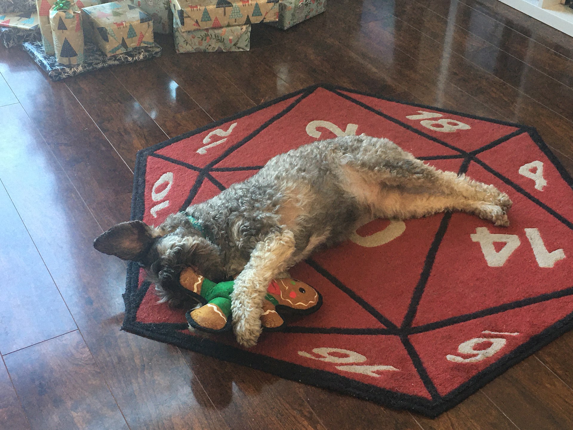 A dog resting with a Christmas toy beside wrapped presents