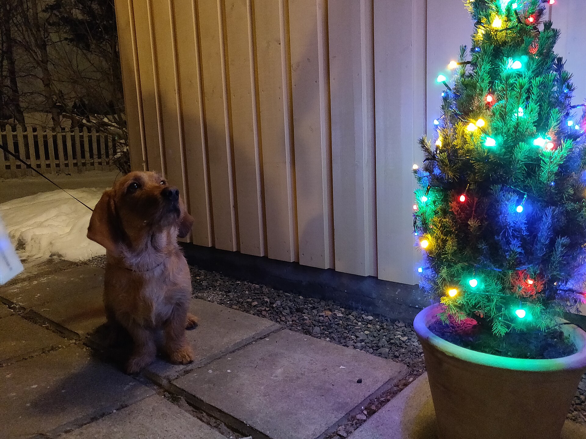 A dog looking towards a brightly lit Christmas tree